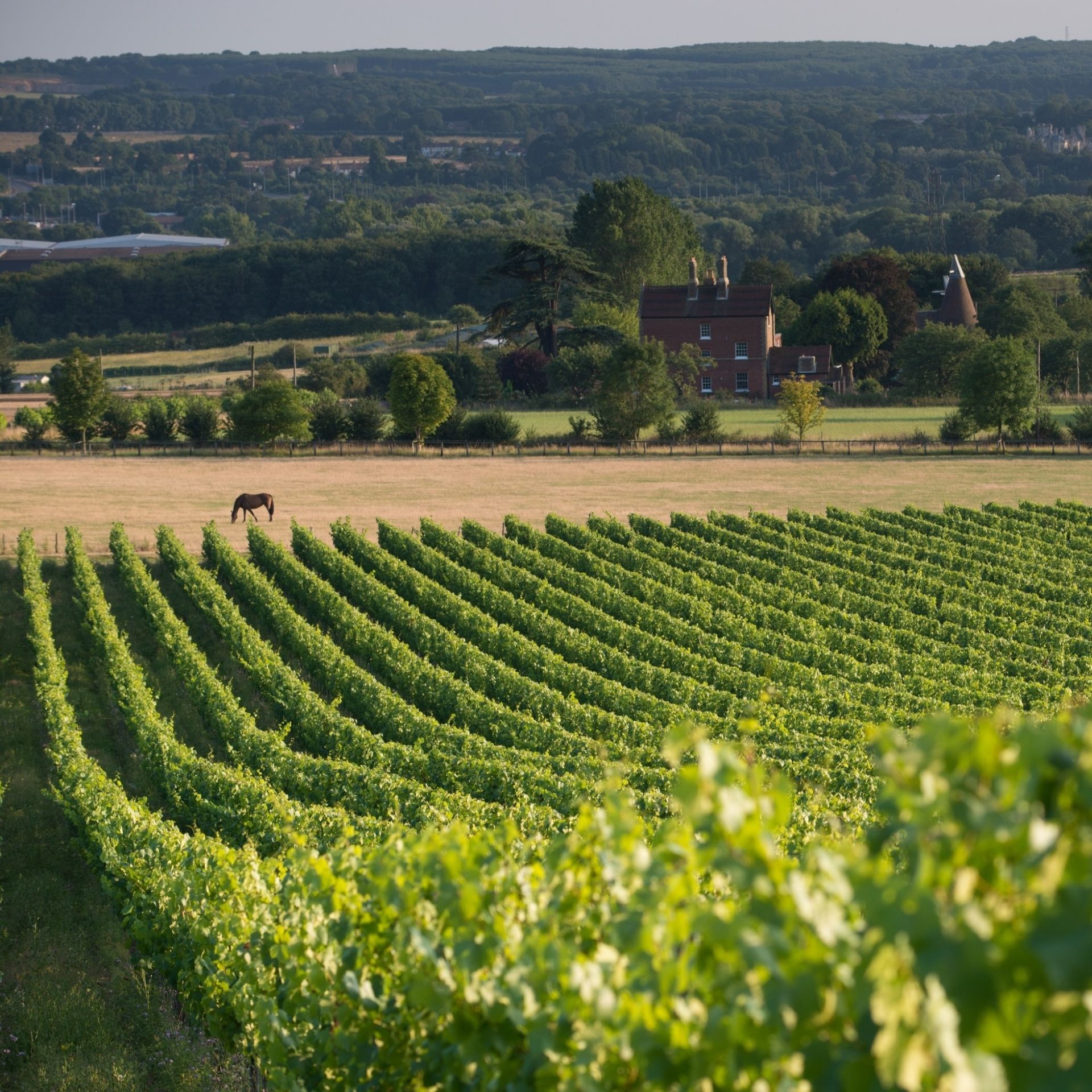 Kit's Coty Vineyard (Chapel Down)